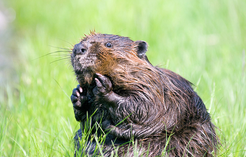 Beaver Removal Services In Cleveland 