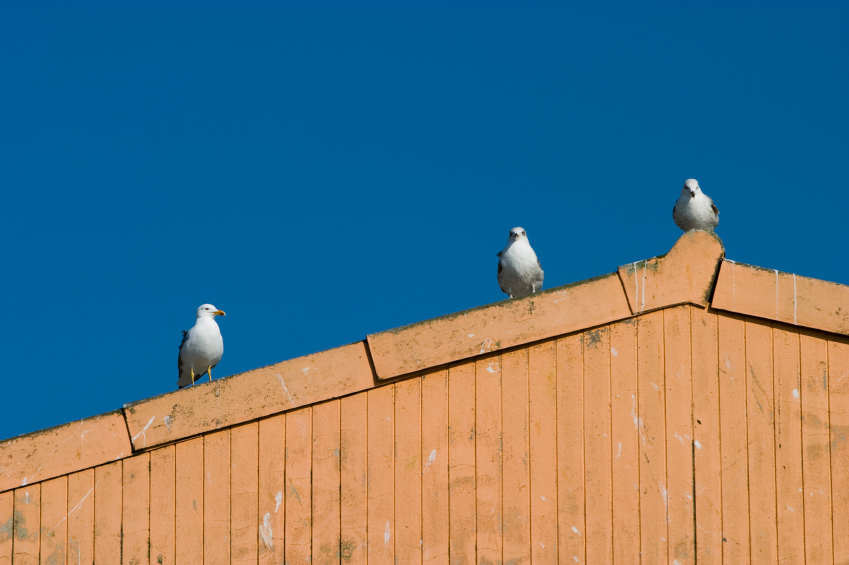 Seagulls perched on Cleveland building