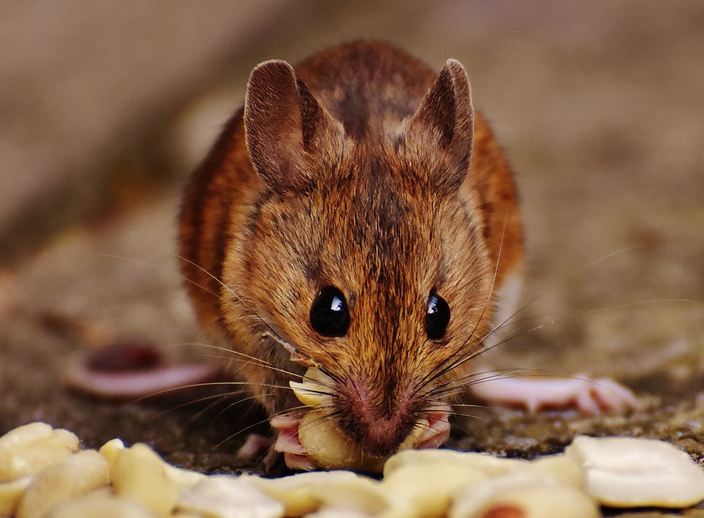 Mouse in North Olmsted, OH