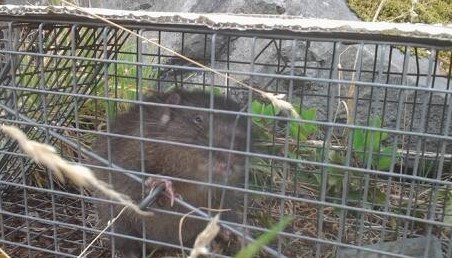 Wildlife in trap municipal services Cleveland