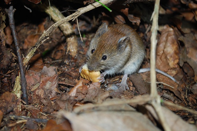 Small Brown Mouse Eating a Snack in Cleveland Yard
