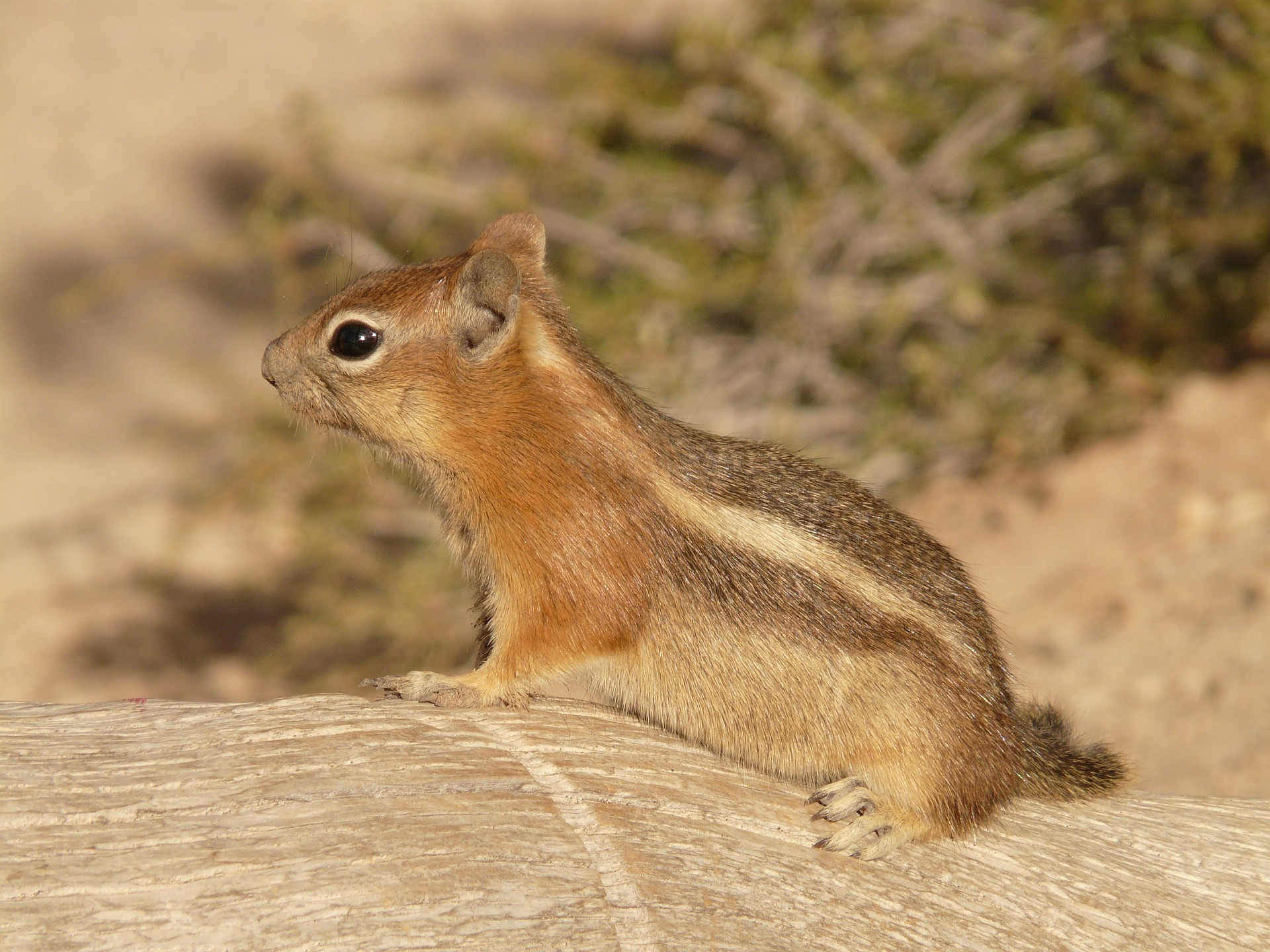 Ground squirrel in Lakewood, OH
