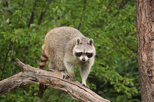 Raccoon removal in Cleveland 