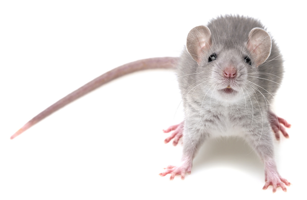 Mouse in Beachwood, OH home