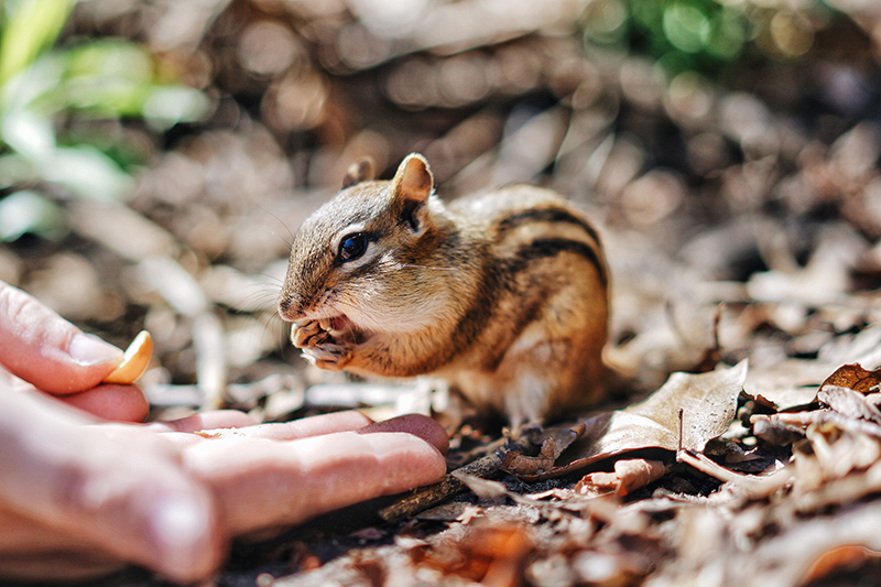 Residential wildlife services in Cleveland