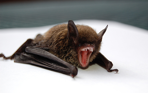 Tiny Brown Bat Baring Teeth in Cleveland
