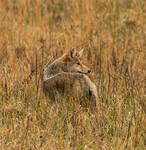 Cleveland coyote problems