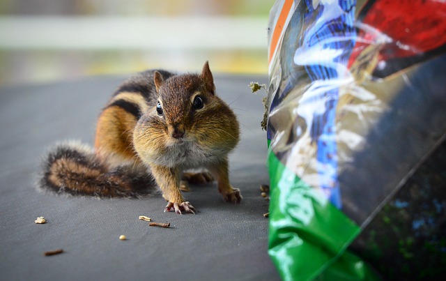 chipmunk in Parma, OH