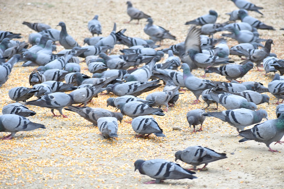 Pigeon problems in Cleveland